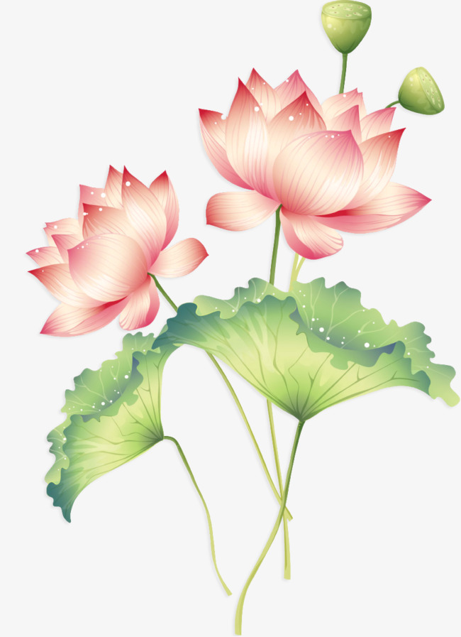 传统荷花【高清装饰元素png素材】-90设计