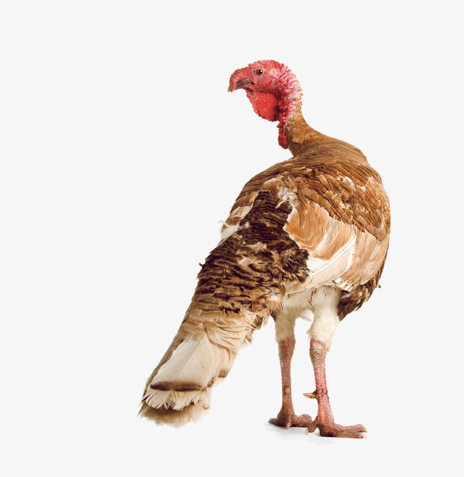 火鸡图片png素材-90设计