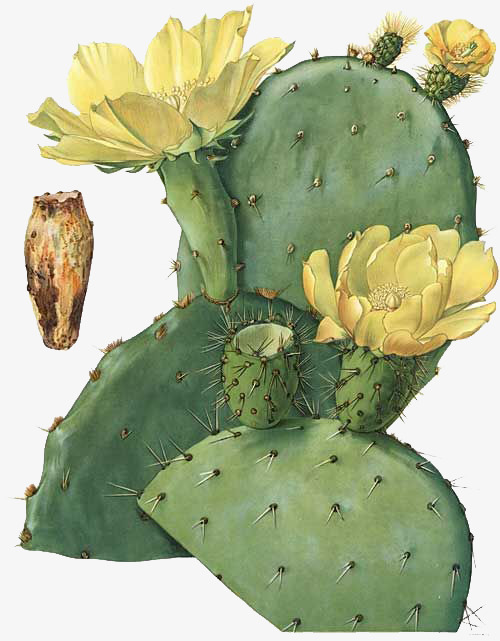 手绘仙人掌