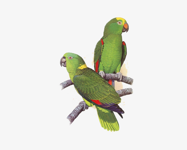 鹦鹉素材