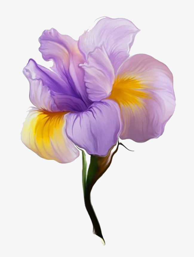 鸢尾花手绘线条