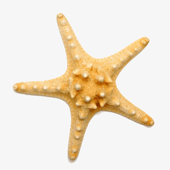 海星贝壳_海星png素材-90设计