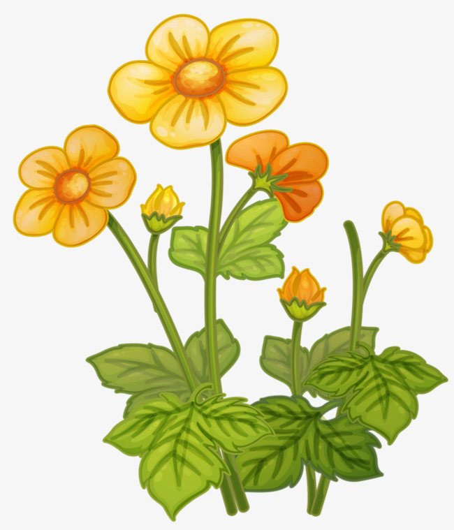 小黄花
