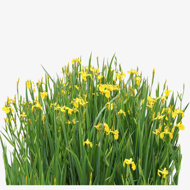 水生植物_水生植物png素材-90设计