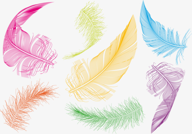 彩色的羽毛
