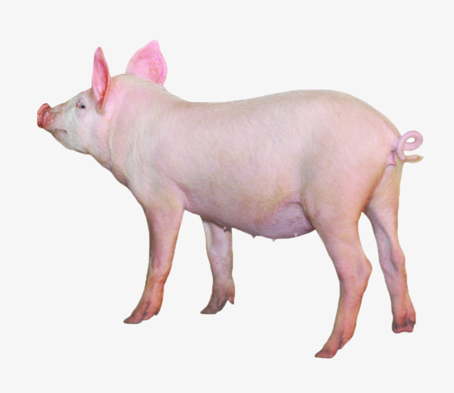 卡通可爱粉色的猪平面图插画