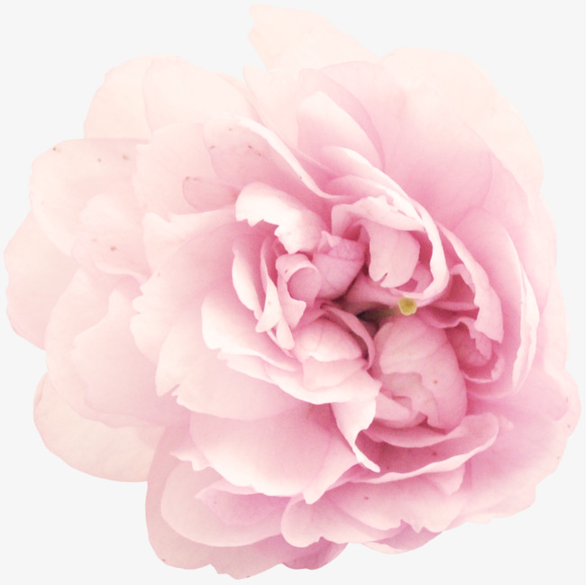 玫瑰花psd_粉红色玫瑰花png素材-90设计