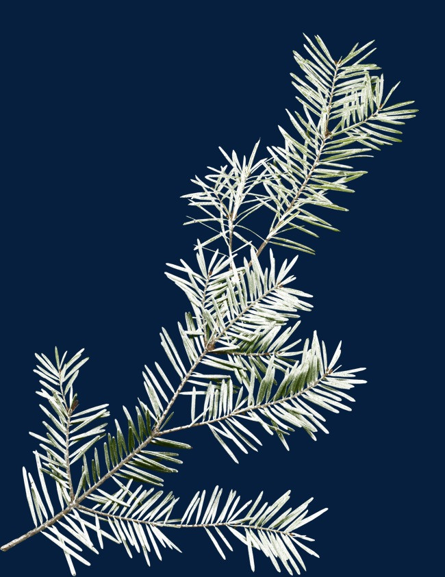 绿色松树枝png素材-90设计