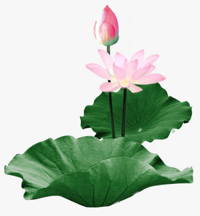 盛开的荷花与花苞png素材-90设计