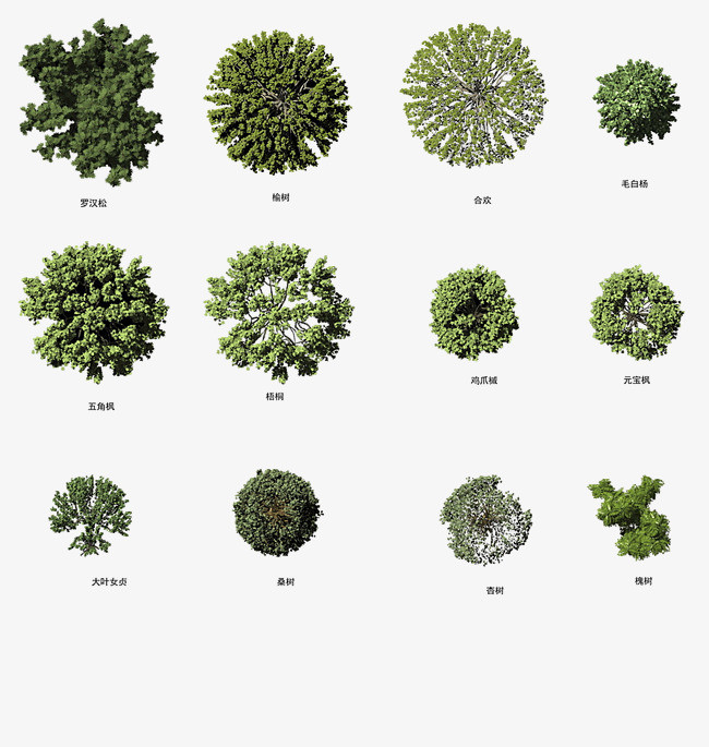 设计图片素材树