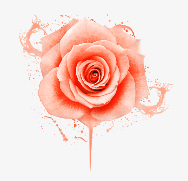 卡通手绘风格粉红色水彩玫瑰花瓣元素