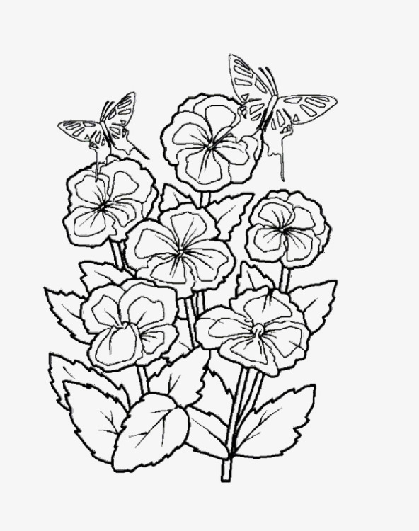 六朵盛开的鲜花素描