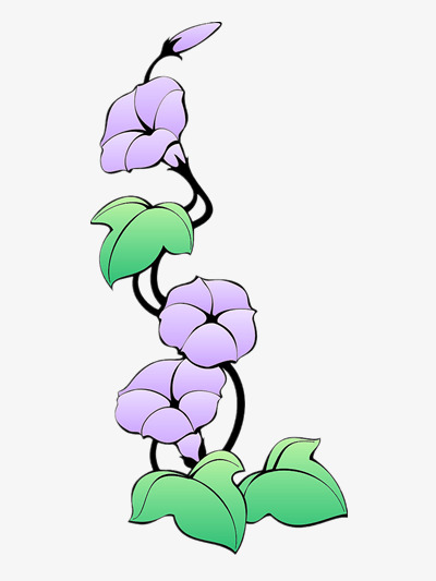 伸展的牵牛花图片素材