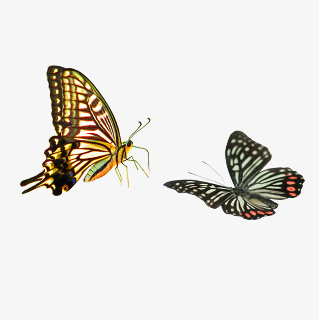 飞舞的花蝴蝶设计素材【免抠元素png】-90设计网