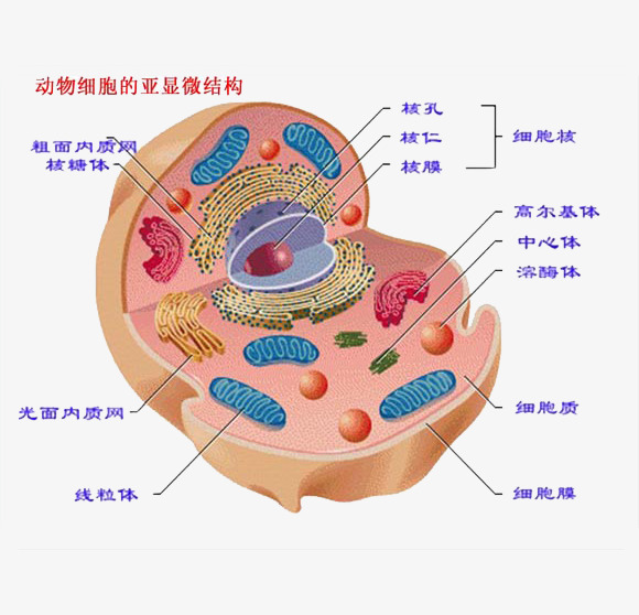 动物细胞的亚显微结构