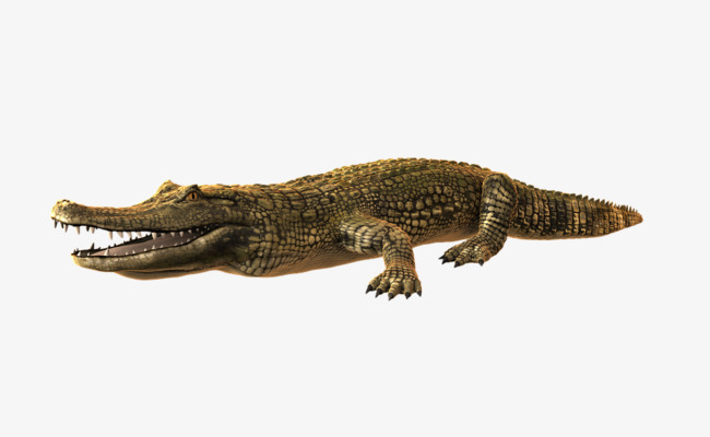 鳄鱼图片png素材-90设计
