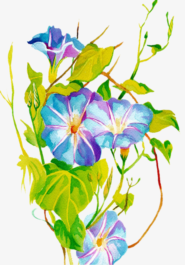 水彩手绘蓝色牵牛花png素材-90设计