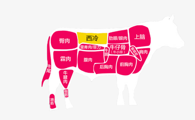 一头牛的解剖图