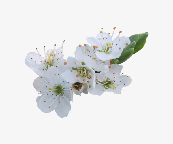 白色梨花png素材-90设计