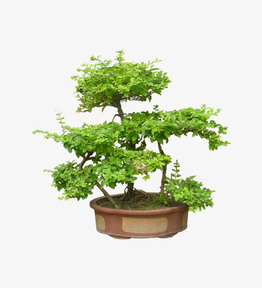 盆栽造型png素材-90设计