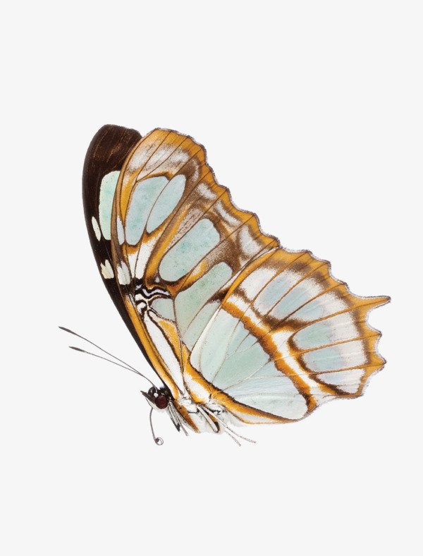 美丽的蝴蝶侧面