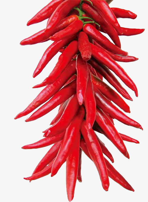 红辣椒素材【高清png素材】-90设计