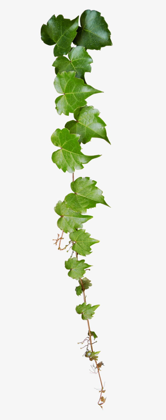 绿色叶片植物装饰素材