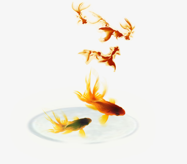 金鱼素材