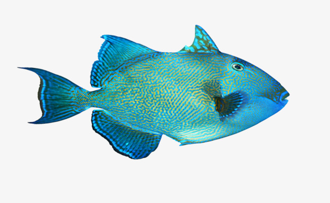 带蓝色光亮的鱼