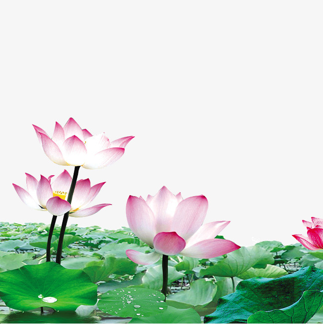 国风金线透明夏日花卉素材荷花矢量素材