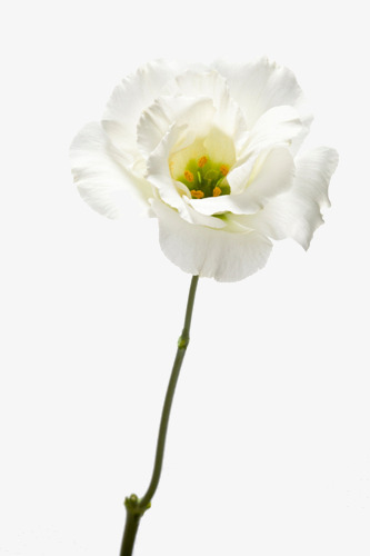 白色的花朵【高清装饰元素png素材】-90设计