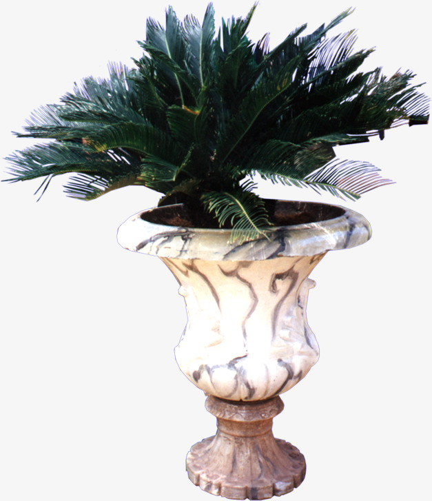 优雅铁树png素材-90设计