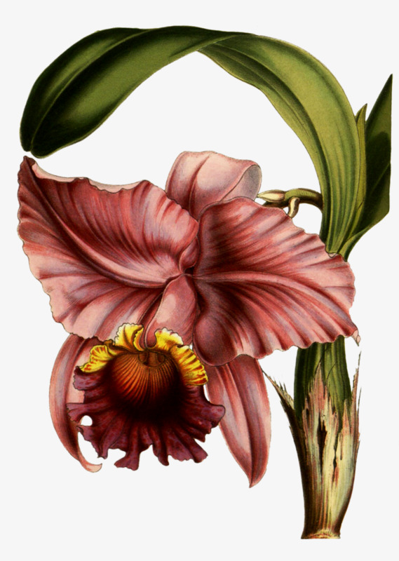 手绘夏堇装饰图案