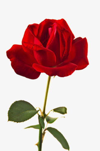 一支红色玫瑰花