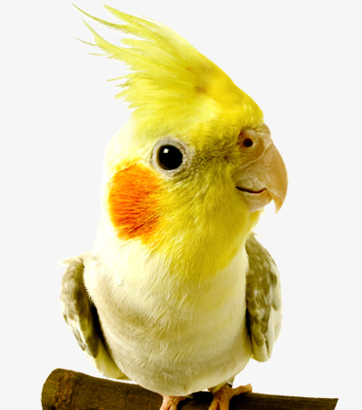 站树枝上的黄色鹦鹉