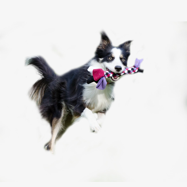 训犬狗狗