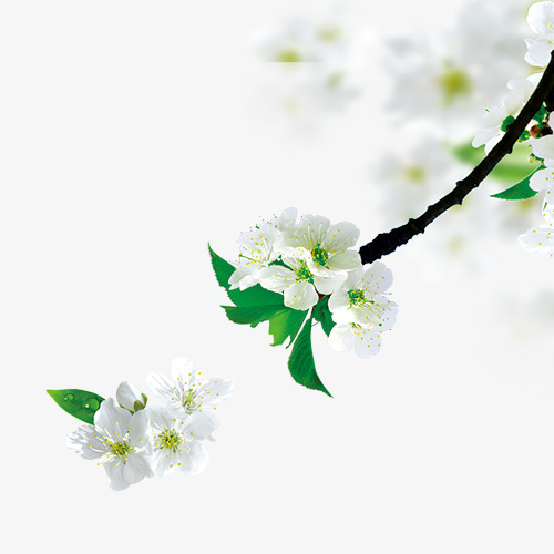 清明节梨花桃花树枝手绘清新装饰元素【免抠元素png】-90设计网
