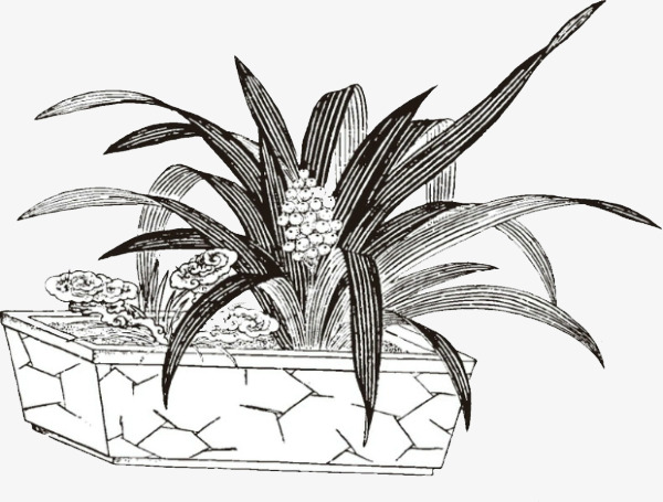 手绘兰花盆栽插画