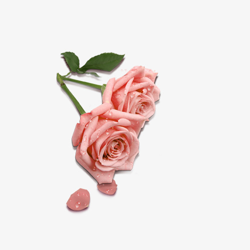 粉红玫瑰花png素材-90设计