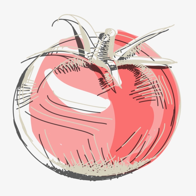 手绘西红柿矢量素材