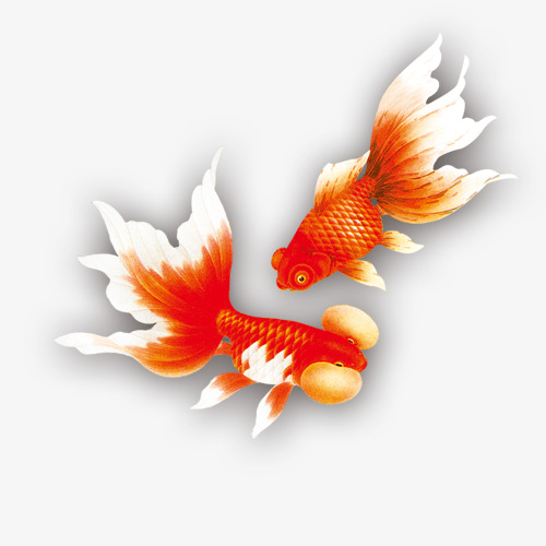 金鱼图案png素材-90设计