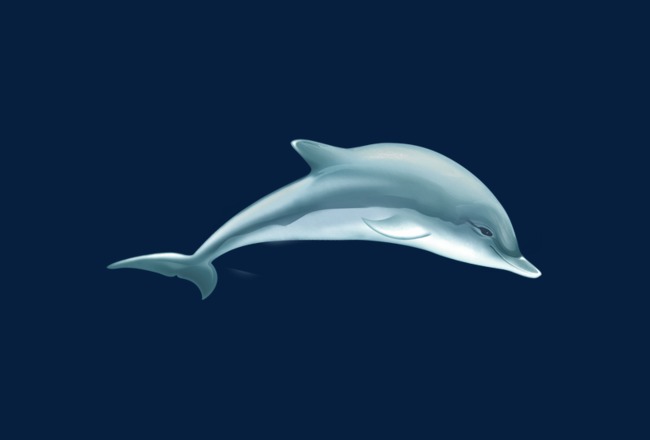 海豚素材