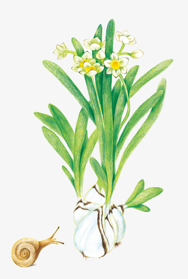 水仙花草图片素材