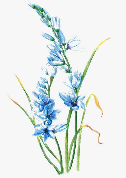 蓝色梭鱼草图片素材