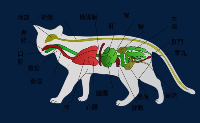 猫咪心脏位置示意图图片