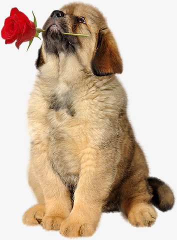 叼着玫瑰的小狗