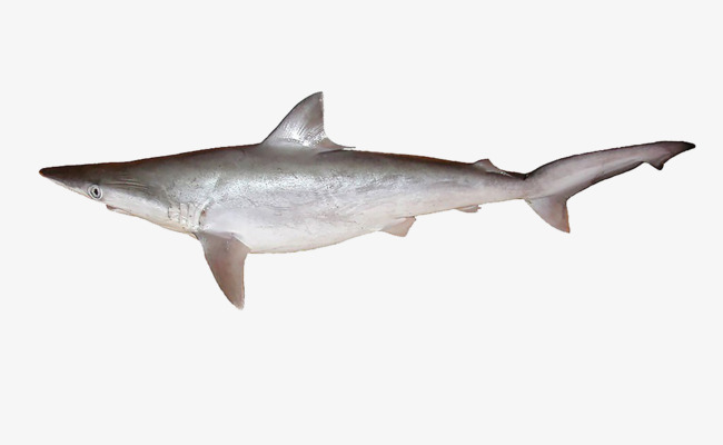 灰星鲨免抠素材