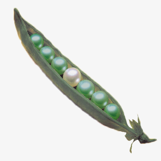 珍珠豆角