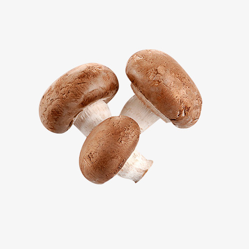 香菇菌类素材