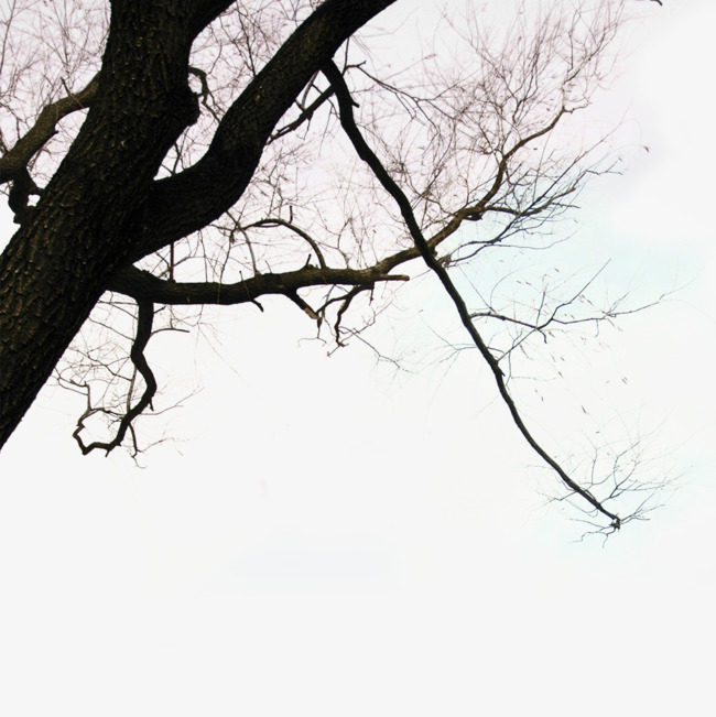 枯树素材图片免费下载_高清装饰图案psd_千库网图片